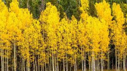 Aspen Trees