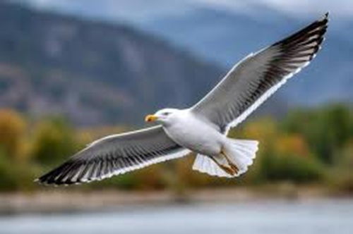 Bird Soaring